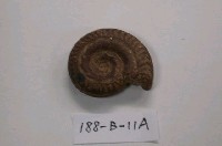 藏品(鸚鵡螺)的圖片